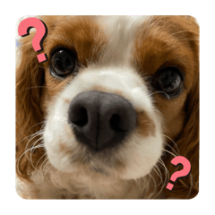 かわいいマロンちゃん♡