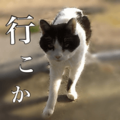 ねこneko日記（関西弁）改訂版