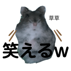 ちびハムちゃん7