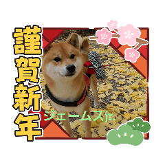 柴犬ジェームスjr.6