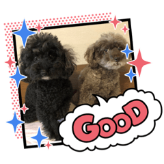 トイプードルのチョコ＆レイト