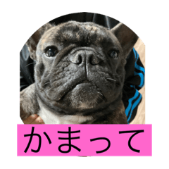 犬！犬！犬！犬！