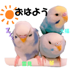 インコ日常使い