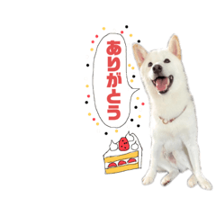 白柴のだい吉くん