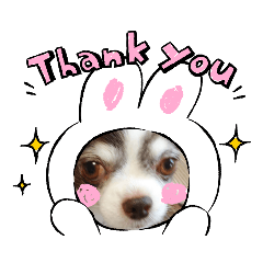 ちょっと大きいチワワのビビ