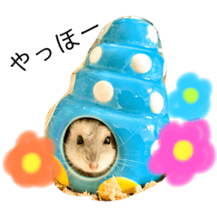 サフィーの日常