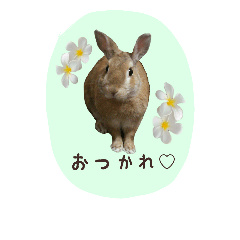 うさぎのてぃもん～おいらの日常～