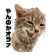 てんぷらの日常