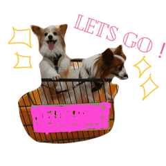 可愛過ぎるわんこ