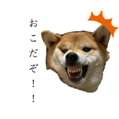 うちのうめこすたんぷ