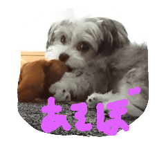 マルチとチワワのmix犬 cusuca