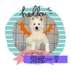 キュートなもこ