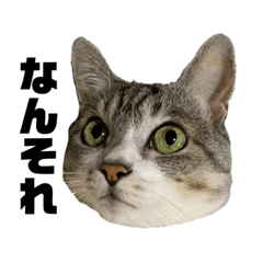 プリティーちゃんもも(顔だけ)