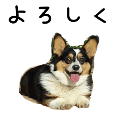CorgiSora