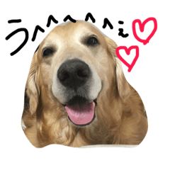 我が家のわんころ(デカイ方)