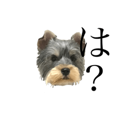 毎日アンディ！