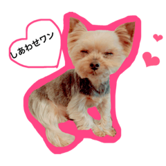 ヨーキー・ティアラの1日だよ