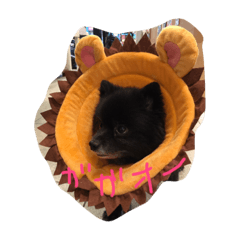 黒ポメ晴琉さん