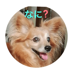 愛犬ポポスタンプ