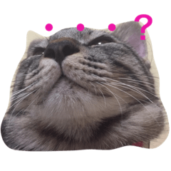 ねこの実用スタンプ