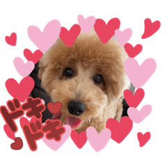 トイプードルのベルちゃん⑅◡̈*