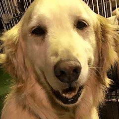 ペット里親会 わんこVo.1