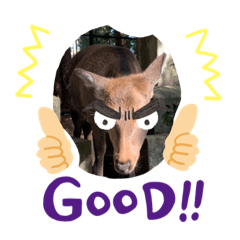 しかしかしかしか