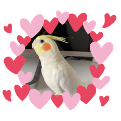 にぎやかなインコたち