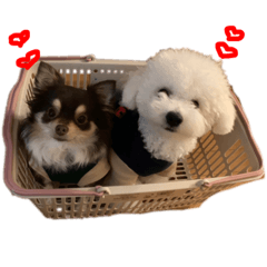 はじめまして❕ルパンですバロンです❣️