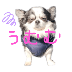 チワワ♡日常スタンプ