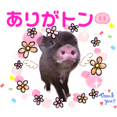 らむちが可愛すぎて