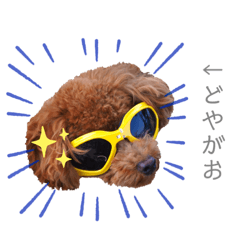 ちびトイプーのきもち☆