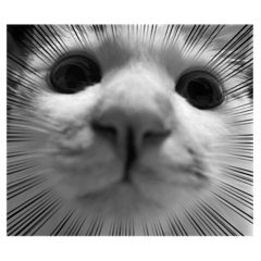 我が家のかわいいにゃんこず