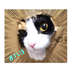 チップとダンゴ