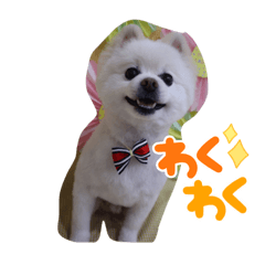白ポメコックンT