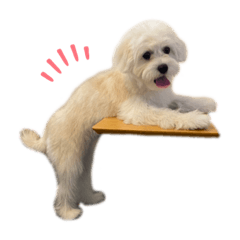 ペキプーのふう