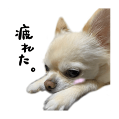 こすも　ず　すたんぷ