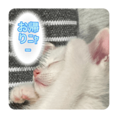 可愛い白猫、