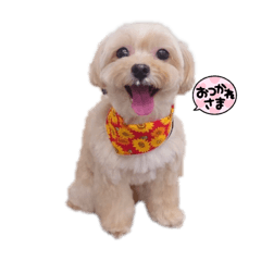 マルプー　Moka様