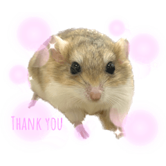 マカロニマウス☆けんぴ♡