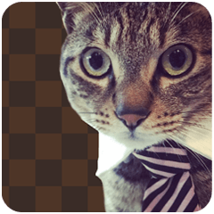 うちの猫　スタンプ