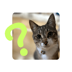 キジトラのびび