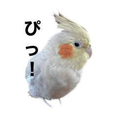 オカメインコ モコのゆるっとスタンプ