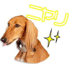 中司家のシンバちゃん