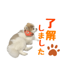 敬語が話せる！かわいいポメラニアン1