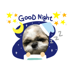 シーズー犬コロ