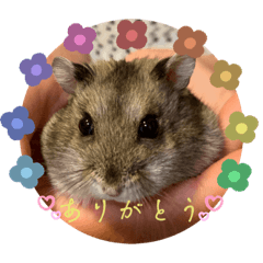 ジャンガリアンハムスターモロくん2