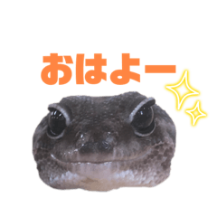 ちょろちょろ軍団