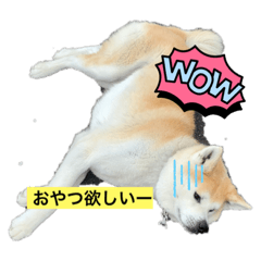 秋田犬まつりの日常