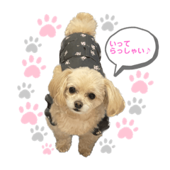 幸せを呼ぶチワプーちゃん